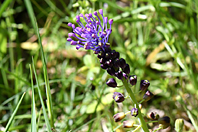 Muscari comosum Muscari comosum